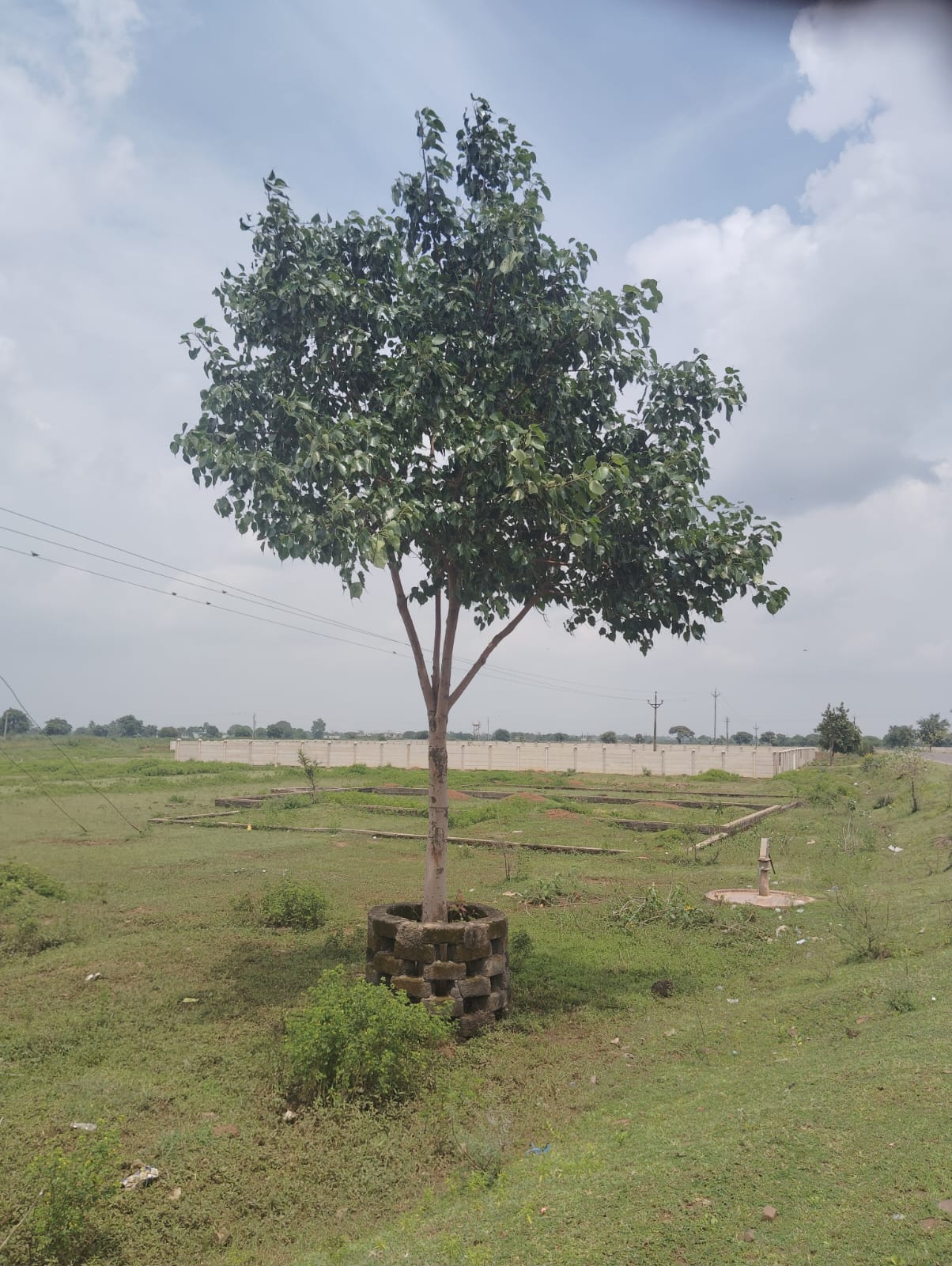 Peepal Tree After Several Years
