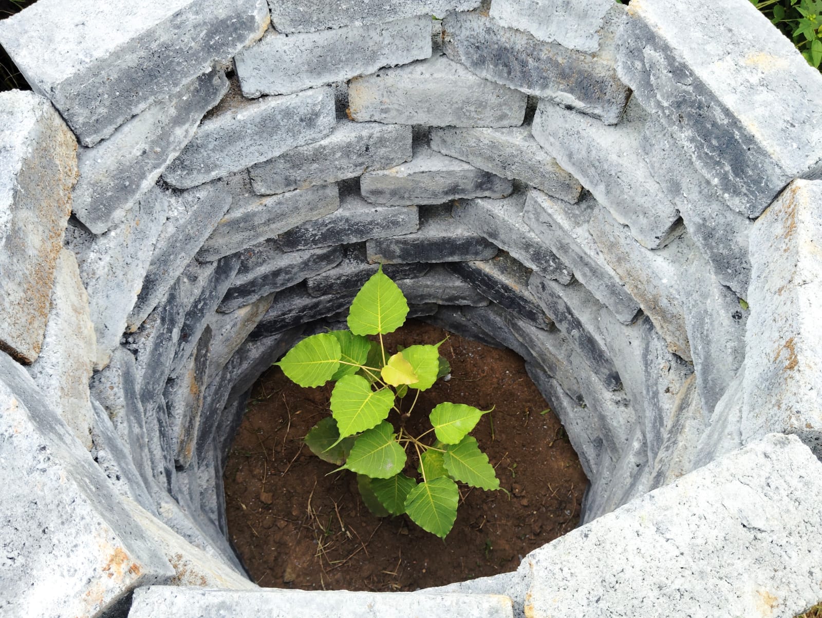 Peepal Sapling (Year 1)
