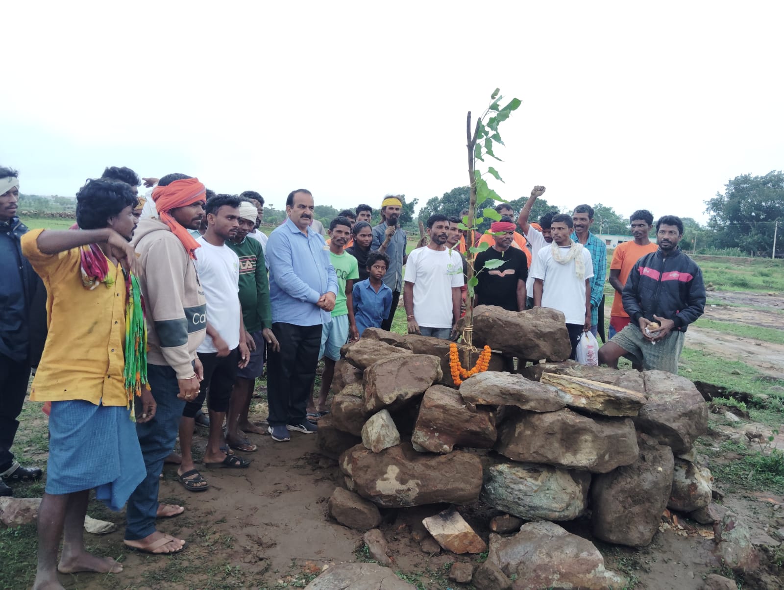 Peepal Tree Plantation