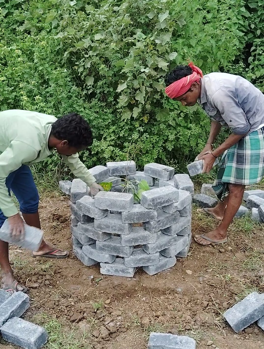 Volunteers building a protective stone ring around a young Peepal tree